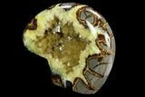 Calcite Crystal Filled, Polished Septarian Bear - Utah #123851-2